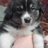 King, a male American Eskimo and Australian Shepherd for sale in Warwick, NY – Photo 7 of 10