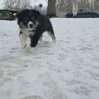 King, a male American Eskimo and Australian Shepherd for sale in Warwick, NY – Photo 2 of 10