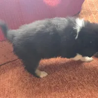 King, a male American Eskimo and Australian Shepherd for sale in Warwick, NY – Photo 10 of 10