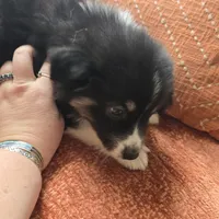 King, a male American Eskimo and Australian Shepherd for sale in Warwick, NY – Photo 9 of 10