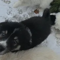 King, a male American Eskimo and Australian Shepherd for sale in Warwick, NY – Photo 4 of 10