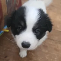 Checkers, a male American Eskimo and Australian Shepherd for sale in Warwick, NY – Photo 1 of 9