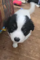 Checkers, a male American Eskimo and Australian Shepherd for sale in Gasport, NY – Photo 1 of 9