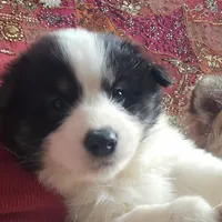 Checkers, a male American Eskimo and Australian Shepherd for sale in Warwick, NY – Photo 3 of 9
