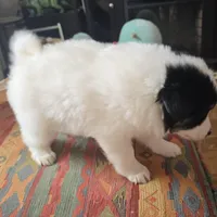 Checkers, a male American Eskimo and Australian Shepherd for sale in Warwick, NY – Photo 8 of 9