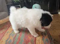 Checkers, a male American Eskimo and Australian Shepherd for sale in Gasport, NY – Photo 8 of 9