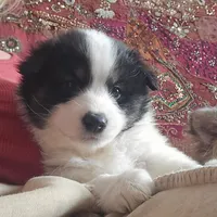 Checkers, a male American Eskimo and Australian Shepherd for sale in Warwick, NY – Photo 6 of 9