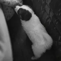 Checkers, a male American Eskimo and Australian Shepherd for sale in Warwick, NY – Photo 9 of 9