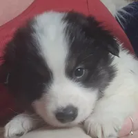 Checkers, a male American Eskimo and Australian Shepherd for sale in Warwick, NY – Photo 2 of 9