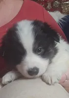 Checkers, a male American Eskimo and Australian Shepherd for sale in Gasport, NY – Photo 2 of 9