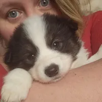 Checkers, a male American Eskimo and Australian Shepherd for sale in Warwick, NY – Photo 5 of 9