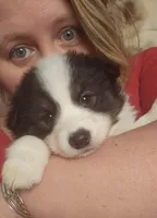 Checkers, a male American Eskimo and Australian Shepherd for sale in Gasport, NY – Photo 5 of 9