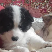 Checkers, a male American Eskimo and Australian Shepherd for sale in Warwick, NY – Photo 7 of 9