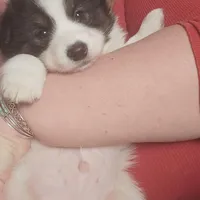 Checkers, a male American Eskimo and Australian Shepherd for sale in Warwick, NY – Photo 4 of 9