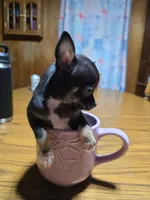 Girl 3, a female Chihuahua for sale in Beaver Dam, WI – Photo 6 of 7