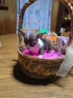 Girl 1, a female Chihuahua for sale in Beaver Dam, WI – Photo 4 of 6