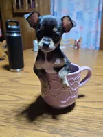 Girl 2, a female Chihuahua for sale in Beaver Dam, WI – Photo 2 of 5