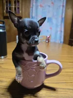 Girl 3, a female Chihuahua for sale in Beaver Dam, WI – Photo 5 of 7