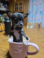 Girl 3, a female Chihuahua for sale in Beaver Dam, WI – Photo 7 of 7