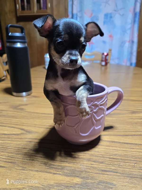 Girl 2 – Chihuahua puppy for sale in Beaver Dam, WI