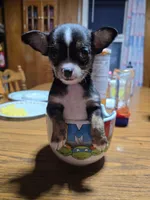 Boy, a male Chihuahua for sale in Beaver Dam, WI – Photo 4 of 6