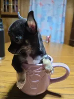 Girl 3, a female Chihuahua for sale in Beaver Dam, WI – Photo 4 of 7