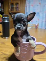 Girl 3, a female Chihuahua for sale in Beaver Dam, WI – Photo 3 of 7