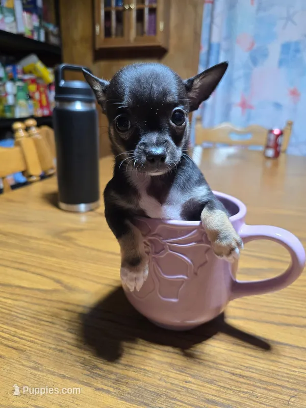 Girl 3 – Chihuahua puppy for sale in Beaver Dam, WI