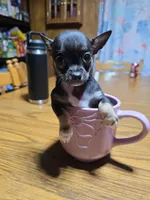 Girl 3, a female Chihuahua for sale in Beaver Dam, WI – Photo 1 of 7