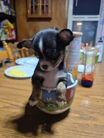 Boy, a male Chihuahua for sale in Beaver Dam, WI – Photo 5 of 6