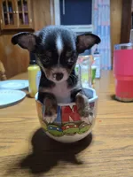 Boy, a male Chihuahua for sale in Beaver Dam, WI – Photo 2 of 6