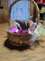 Girl 1, a female Chihuahua for sale in Beaver Dam, WI – Photo 5 of 6