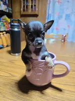Girl 3, a female Chihuahua for sale in Beaver Dam, WI – Photo 2 of 7