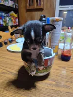 Boy, a male Chihuahua for sale in Beaver Dam, WI – Photo 6 of 6