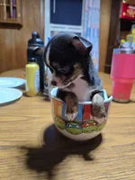 Boy, a male Chihuahua for sale in Beaver Dam, WI – Photo 3 of 6