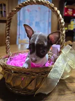 Girl 1, a female Chihuahua for sale in Beaver Dam, WI – Photo 3 of 6