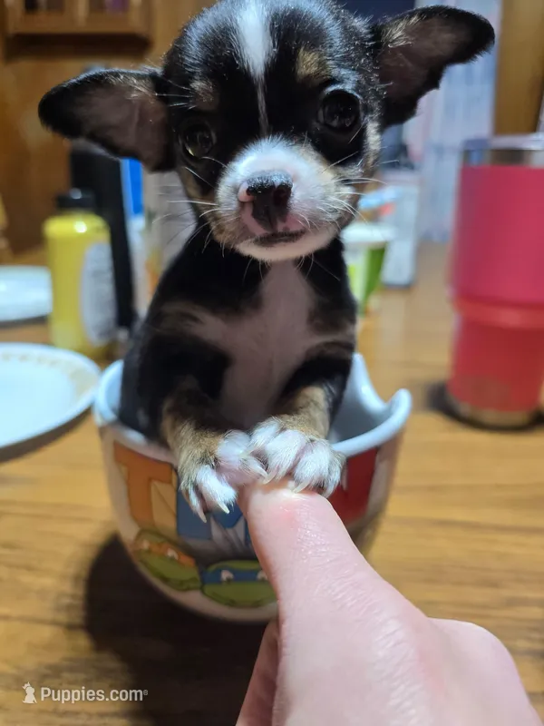 Boy – Chihuahua puppy for sale in Beaver Dam, WI