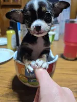 Boy, a male Chihuahua for sale in Beaver Dam, WI – Photo 1 of 6