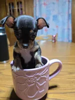 Girl 2, a female Chihuahua for sale in Beaver Dam, WI – Photo 3 of 5