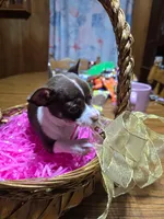 Girl 1, a female Chihuahua for sale in Beaver Dam, WI – Photo 2 of 6