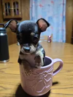 Girl 2, a female Chihuahua for sale in Beaver Dam, WI – Photo 5 of 5