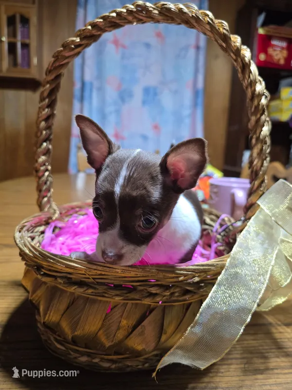 Girl 1, a female Chihuahua for sale in Beaver Dam, WI – Photo 1 of 6