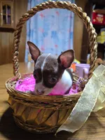 Girl 1, a female Chihuahua for sale in Beaver Dam, WI – Photo 1 of 6