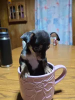 Girl 2, a female Chihuahua for sale in Beaver Dam, WI – Photo 4 of 5