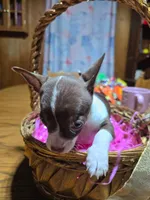 Girl 1, a female Chihuahua for sale in Beaver Dam, WI – Photo 6 of 6