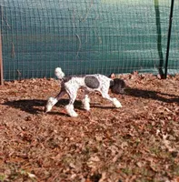 DREAM -CDDY clear/OFA/, a male Poodle - Miniature  for sale in Andalusia, AL – Photo 2 of 6