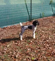 DREAM -CDDY clear/OFA/, a male Poodle - Miniature  for sale in Andalusia, AL – Photo 5 of 6