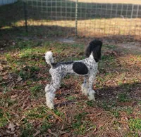 DREAM -CDDY clear/OFA/, a male Poodle - Miniature  for sale in Andalusia, AL – Photo 6 of 6
