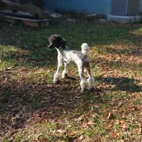 DREAM -CDDY clear/OFA/, a male Poodle - Miniature  for sale in Andalusia, AL – Photo 3 of 6
