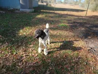 DREAM -CDDY clear/OFA/, a male Poodle - Miniature  for sale in Andalusia, AL – Photo 4 of 6